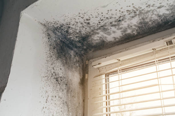 Affordable Mold Remediation solutions in Union City, NJ